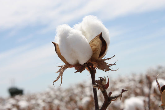 How is organic cotton different from conventional cotton?