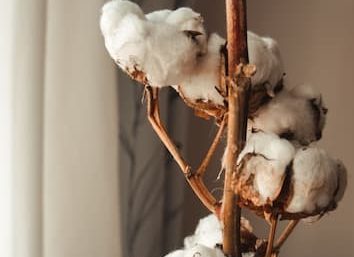 How is Organic Cotton Different from Conventional Cotton?